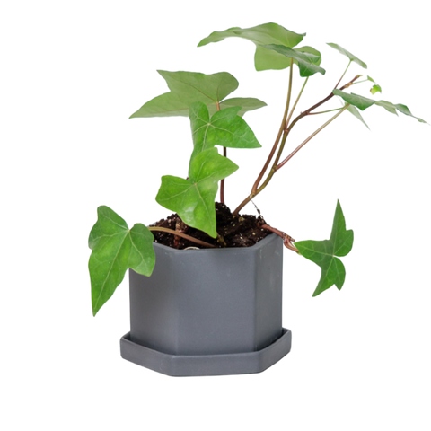 Indoor Pots / Planters